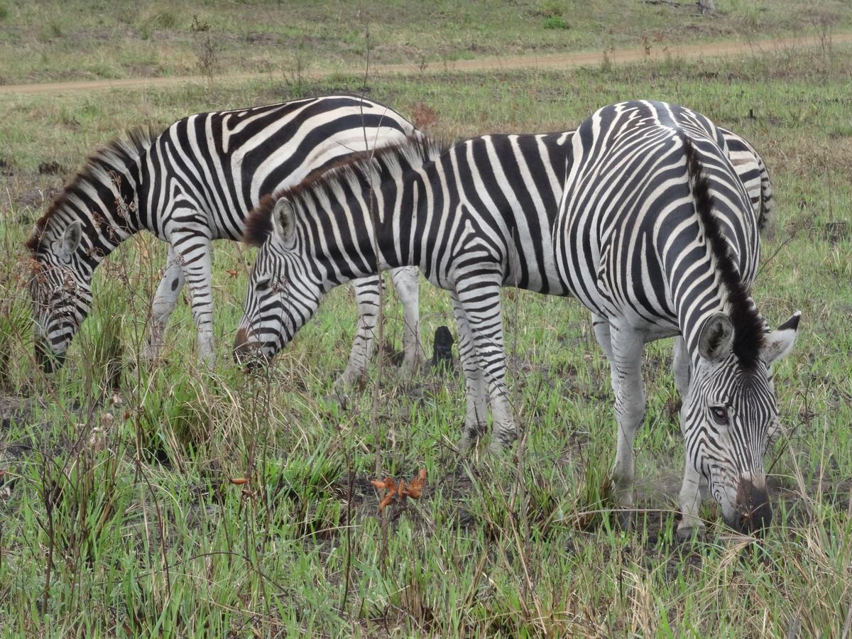 Lodge Afrique Сент-Люсия Экстерьер фото