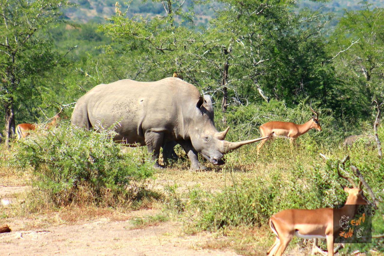 Lodge Afrique Сент-Люсия Экстерьер фото