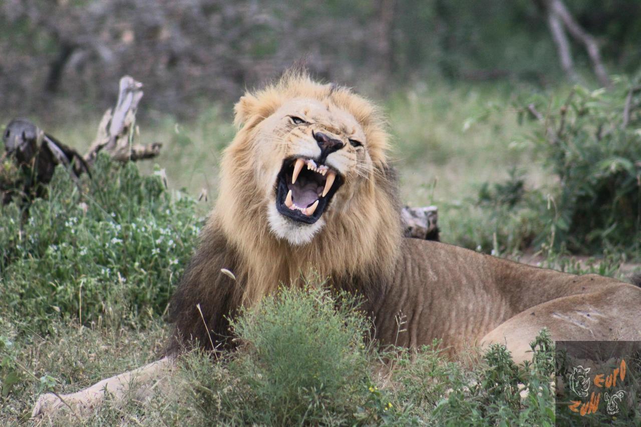 Lodge Afrique Сент-Люсия Экстерьер фото